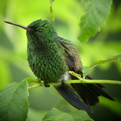 Copper-rumped Hummingbird